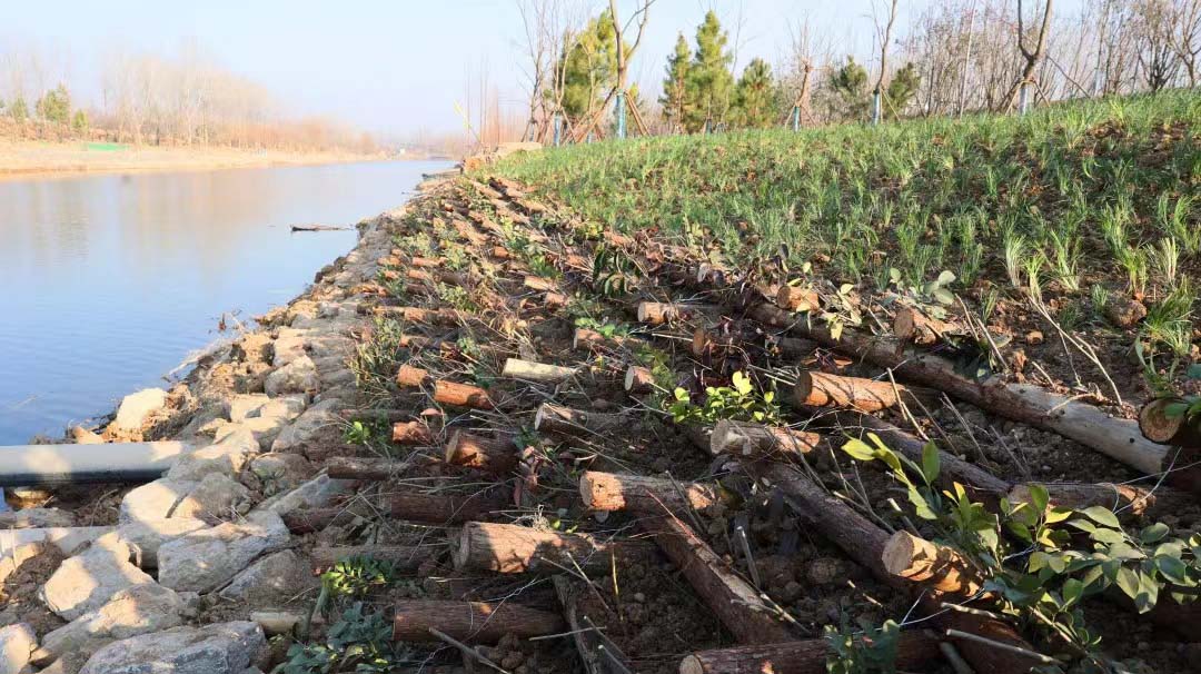 南四湖流域豐沛運河生態修復提升項目